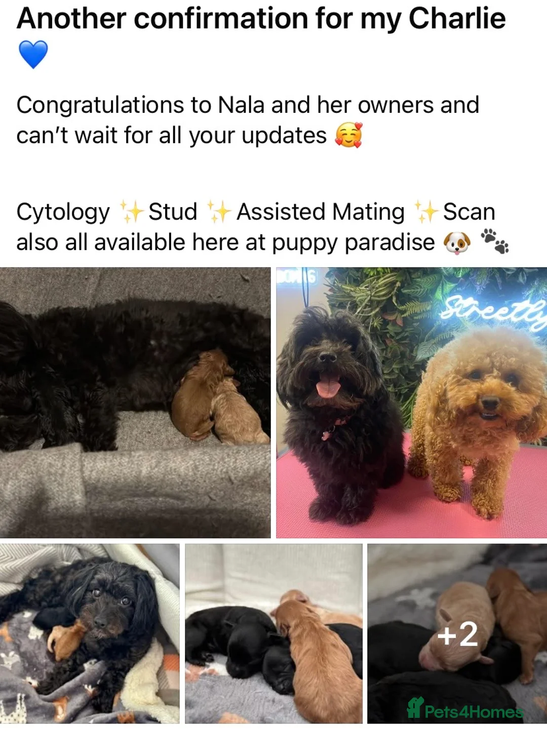 Toy Poodle dogs for stud: Charlie KC Toy poodle  extensively health tested  - Advert 2
