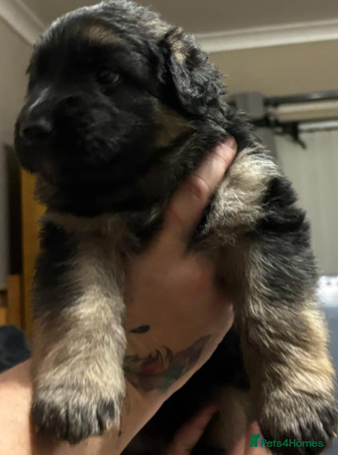 German Shepherd dogs for sale: Long haired Black and Tan German shepherd puppies  - Image 4
