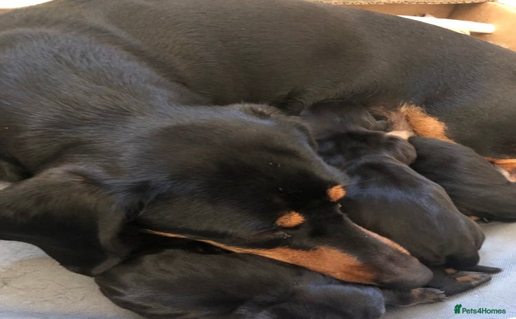 Miniature Dachshund dogs - Advert 10