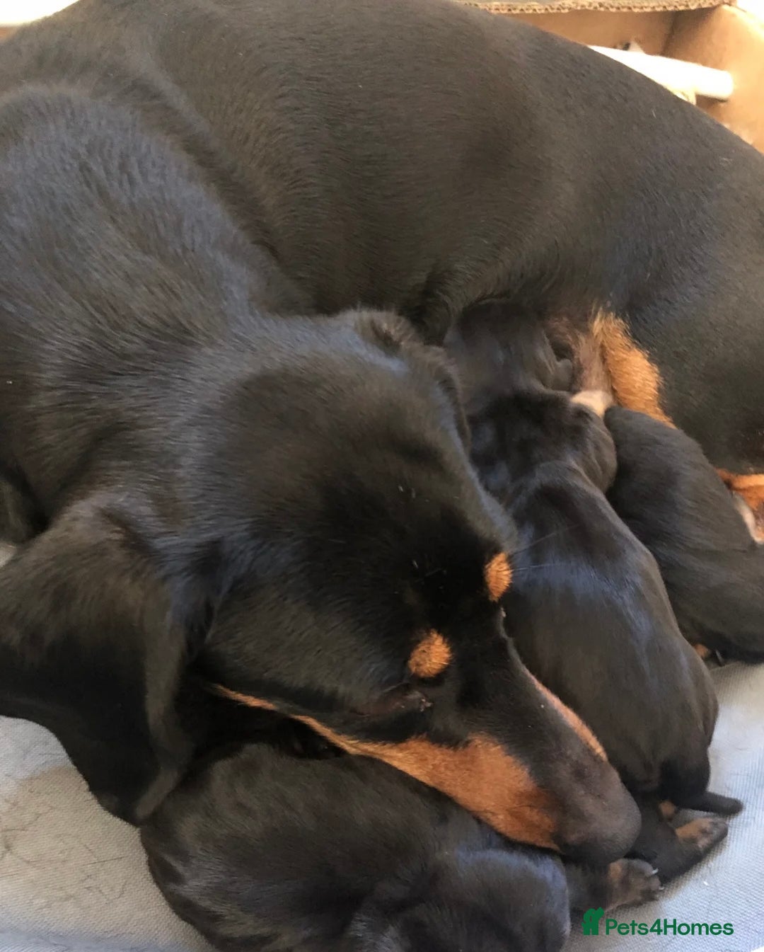 Miniature Dachshund dogs for sale: KC Registered beautiful miniature Dachshund  - Advert 1