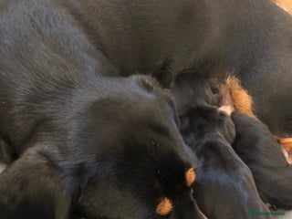 Miniature Dachshund dogs - Advert 7