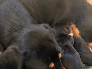 Miniature Dachshund dogs KC Registered beautiful miniature Dachshund - Advert 3