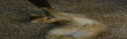 British Shorthair cats for sale: ✨🐾 ✨ GOLDEN SHIMMER BRITISH SHORTHAIR KITTENS ✨  - Advert 10