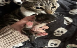 Domestic Shorthair cats for sale: BEAUTIFUL KITTENS FOR SALE, READY TO GO 29th AUG - Image 14