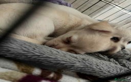 Chihuahua dogs for sale: Long haired chihuahua  - Image 2