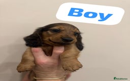 Miniature Dachshund dogs for sale: Daschund puppies  - Image 2