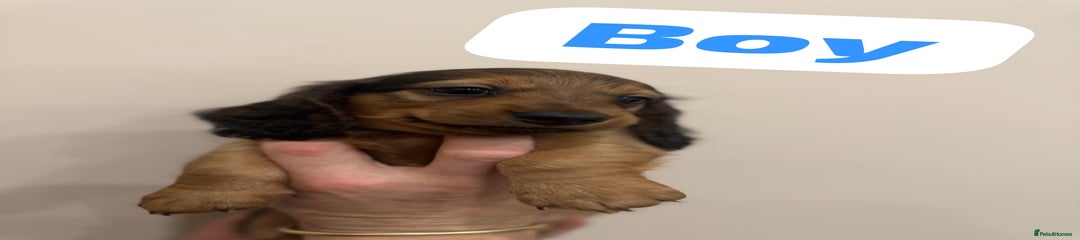 Miniature Dachshund Puppy 2