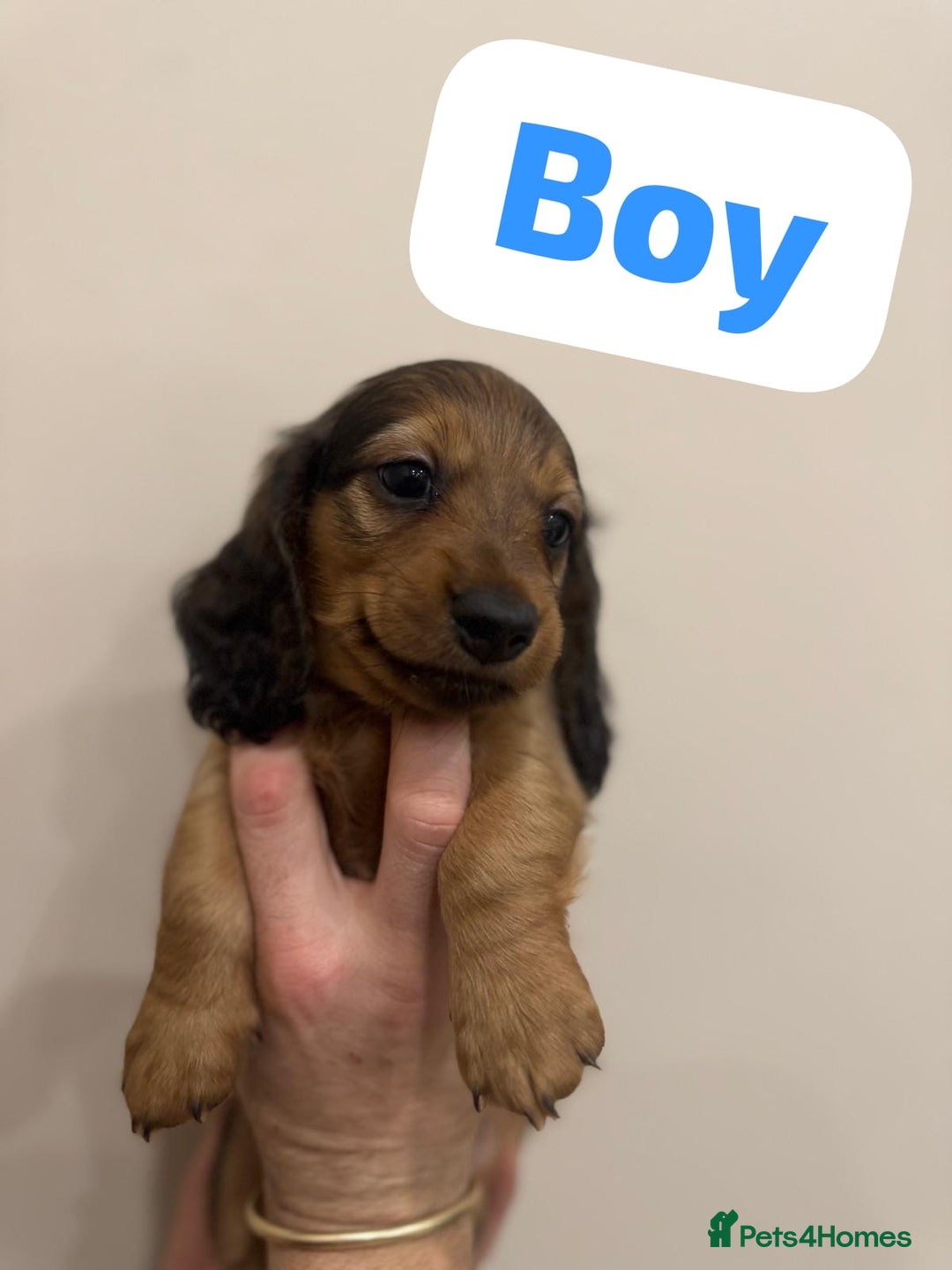 Miniature Dachshund dogs for sale: Daschund puppies  - Image 2