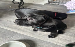 Mixed Breed dogs for sale: Frocker puppies for sale  - Image 17