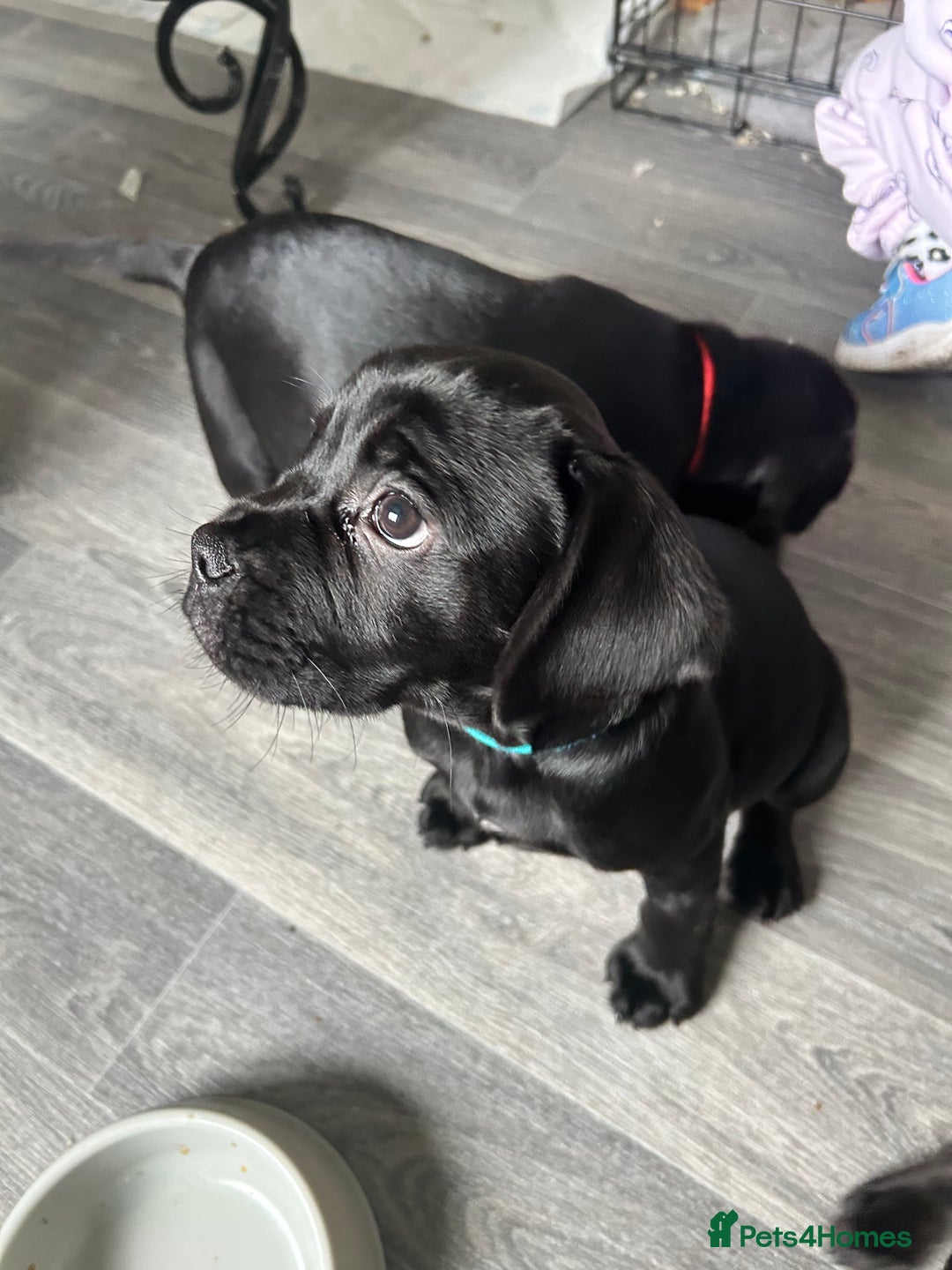Mixed Breed dogs for sale: Frocker puppies for sale  - Image 17