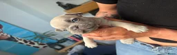 French Bulldog dogs for sale: French Bulldog Puppies – Ready 11th July  in Rossendale - Advert 24