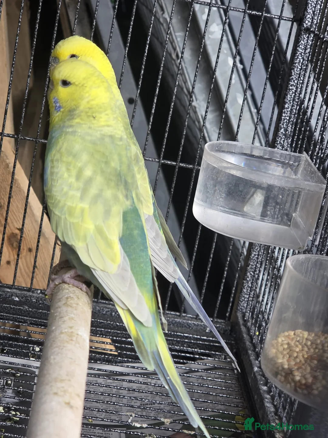Budgerigars birds for sale: Breeding budgies  in Bradford - Advert 4