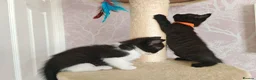 Ragdoll cats for sale: Ragdoll cross kittens - Advert 19
