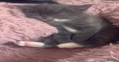 Mixed Breed cats - Advert 10
