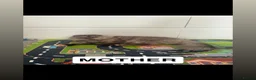 Scottish Fold cats for sale: Scottish fold kittens in Southend-on-Sea - Advert 13