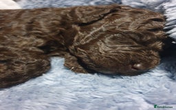 Jackapoo dogs for sale: Chocolate Jackapoo Female F1B - Image 7