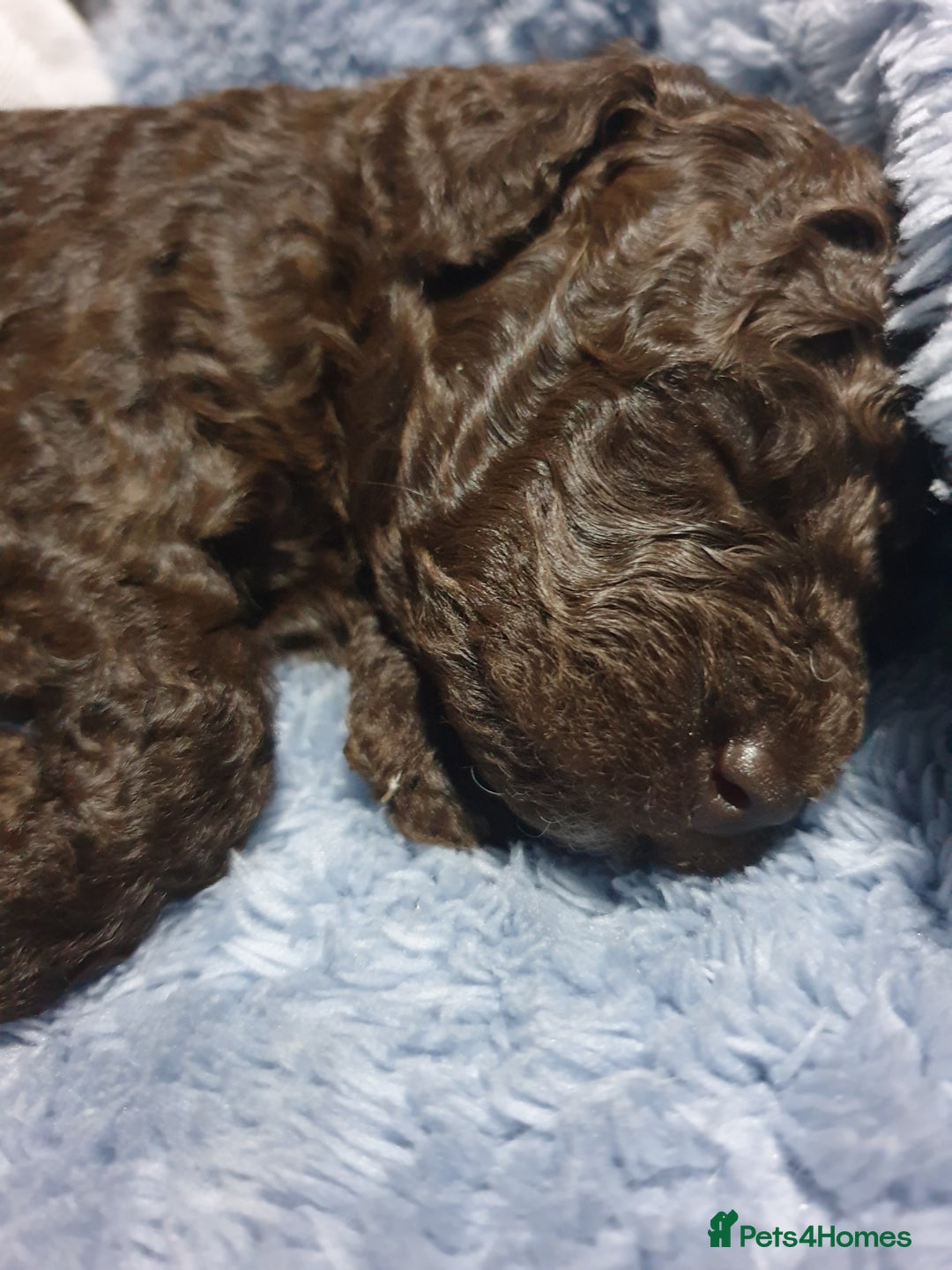 Jackapoo dogs for sale: Chocolate Jackapoo Female F1B - Image 7