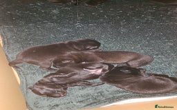 Mixed Breed dogs for sale: German shepherd x Working Labrador puppies  - Advert 16