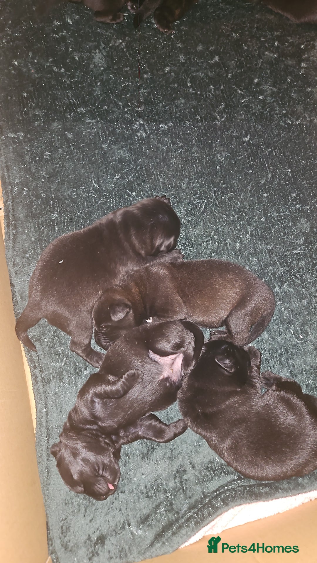 Mixed Breed dogs for sale: German shepherd x Working Labrador puppies  - Advert 16
