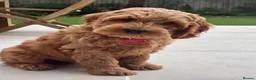 Australian Labradoodle dogs for sale: WAITING LIST Australian Labradoodles - RED - Advert 1