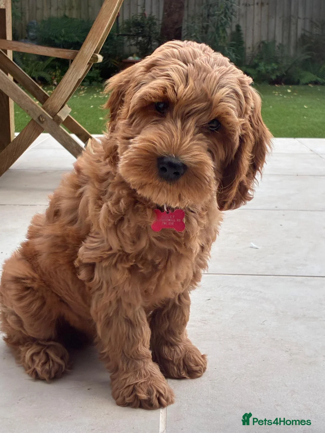 Australian Labradoodle dogs for sale: WAITING LIST Australian Labradoodles - RED - Advert 1