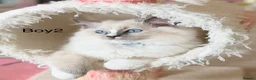Ragdoll cats for sale: Elite TICA Ragdoll Kittens from Champion Lines  - Advert 5