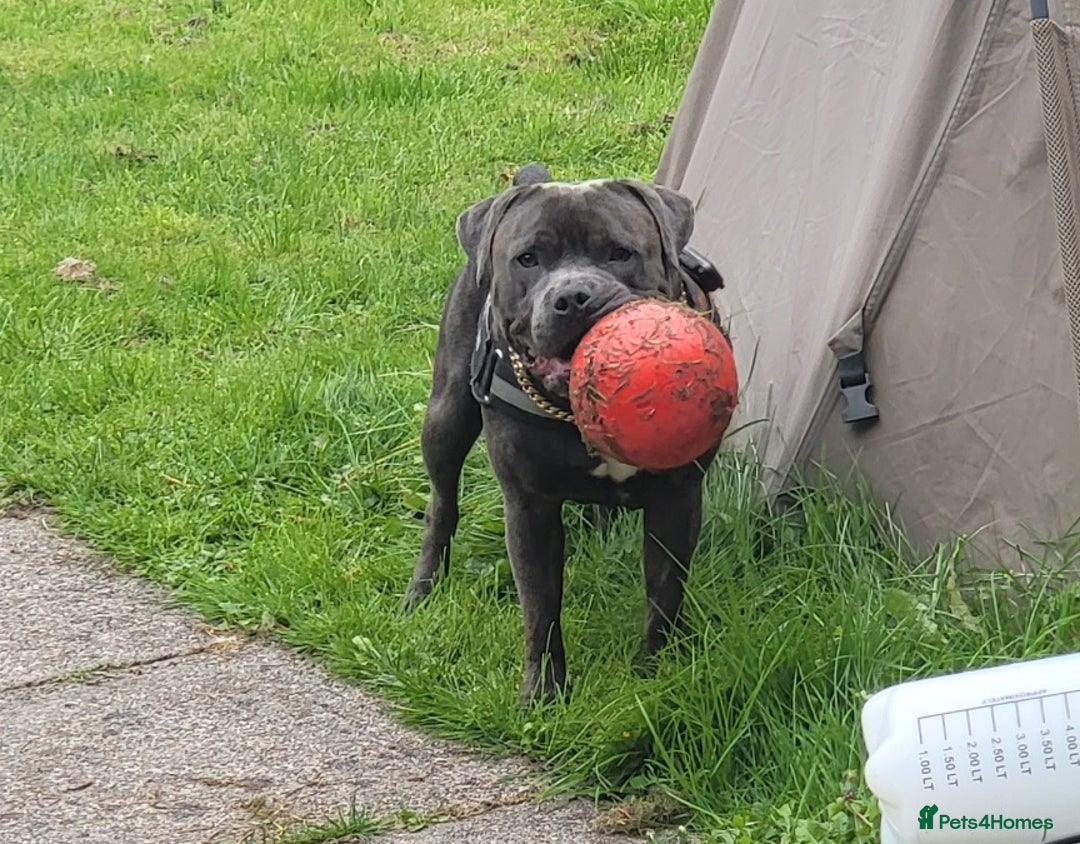 Staffordshire Bull Terrier dogs for stud: Maximus Prime ready for Stud in Birmingham - Advert 11