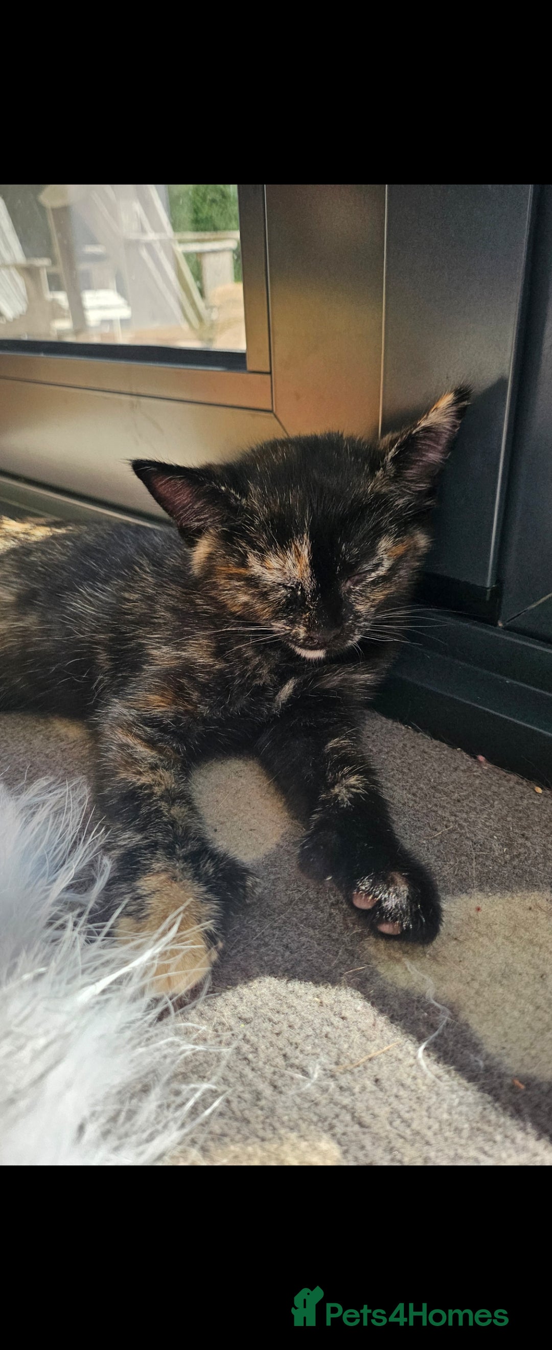 Mixed Breed cats for sale: One Tortie Girl left | Ragdoll mix - Image 2