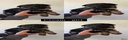 German Shepherd dogs for sale: German shepherd puppies in Sheffield - Advert 23