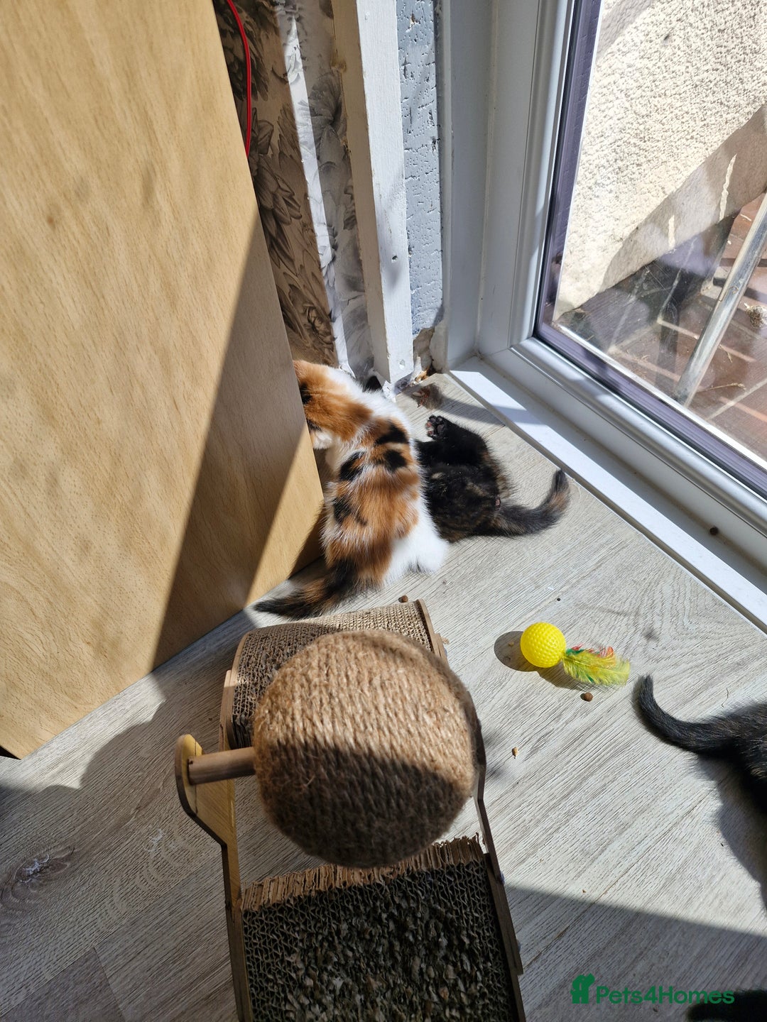 Mixed Breed cats for sale: 4 beautiful moggie girls  - Image 16