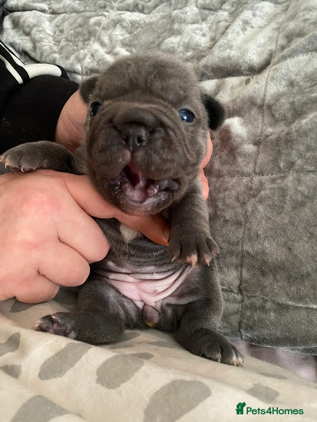 French Bulldog dogs for sale: RAREST CHAMPION FRENCHIES. 2 LEFT! - Advert 2