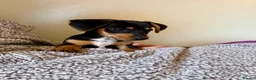 Dachshund dogs for sale: Dachshund puppy 12 weeks old  in Camberley - Advert 2