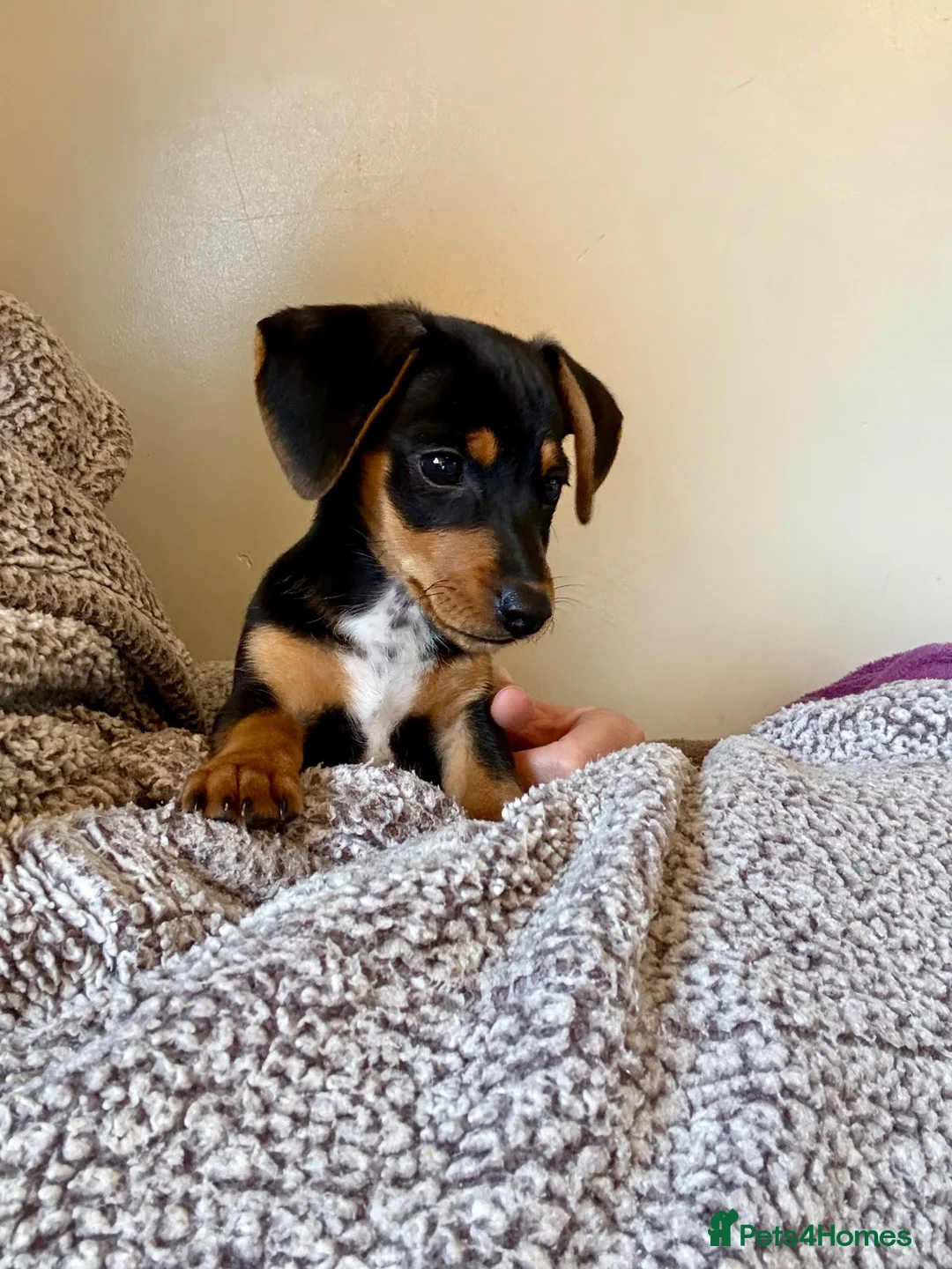 Dachshund dogs for sale: Dachshund puppy 12 weeks old  in Camberley - Advert 2