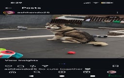 Alaskan Malamute dogs for sale: KC Alaskan malamute puppies champion lines - Image 9