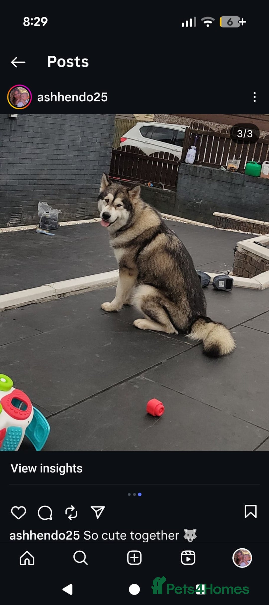 Alaskan Malamute dogs for sale: KC Alaskan malamute puppies champion lines - Image 9