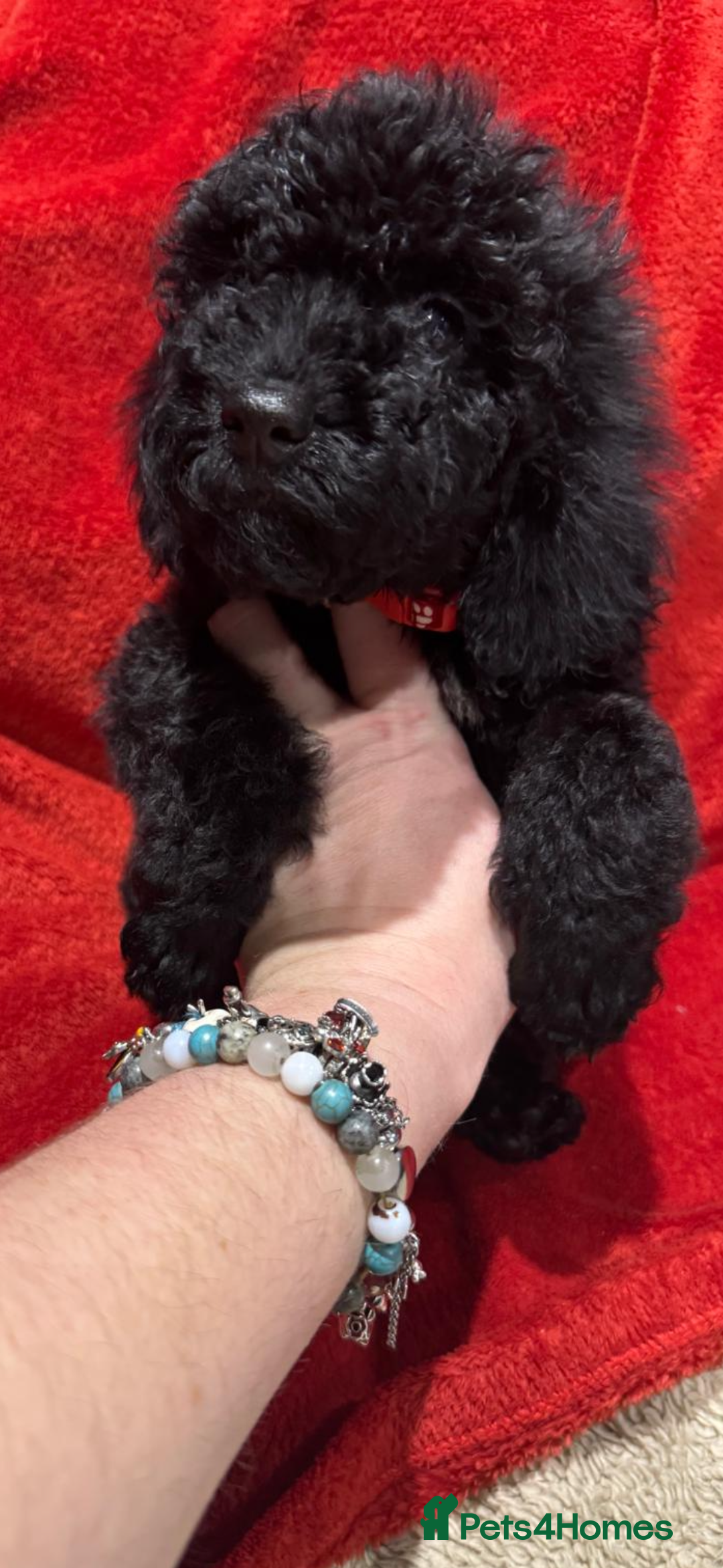 Cockapoo dogs for sale: Ready now! 2 females left!! F1b cockapoos!!! - Advert 3
