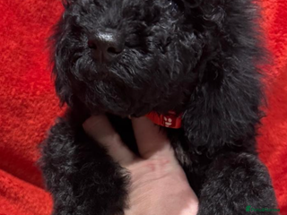 Cockapoo dogs Last female!Fully immunized cockapoos ready now!!! - Advert 19