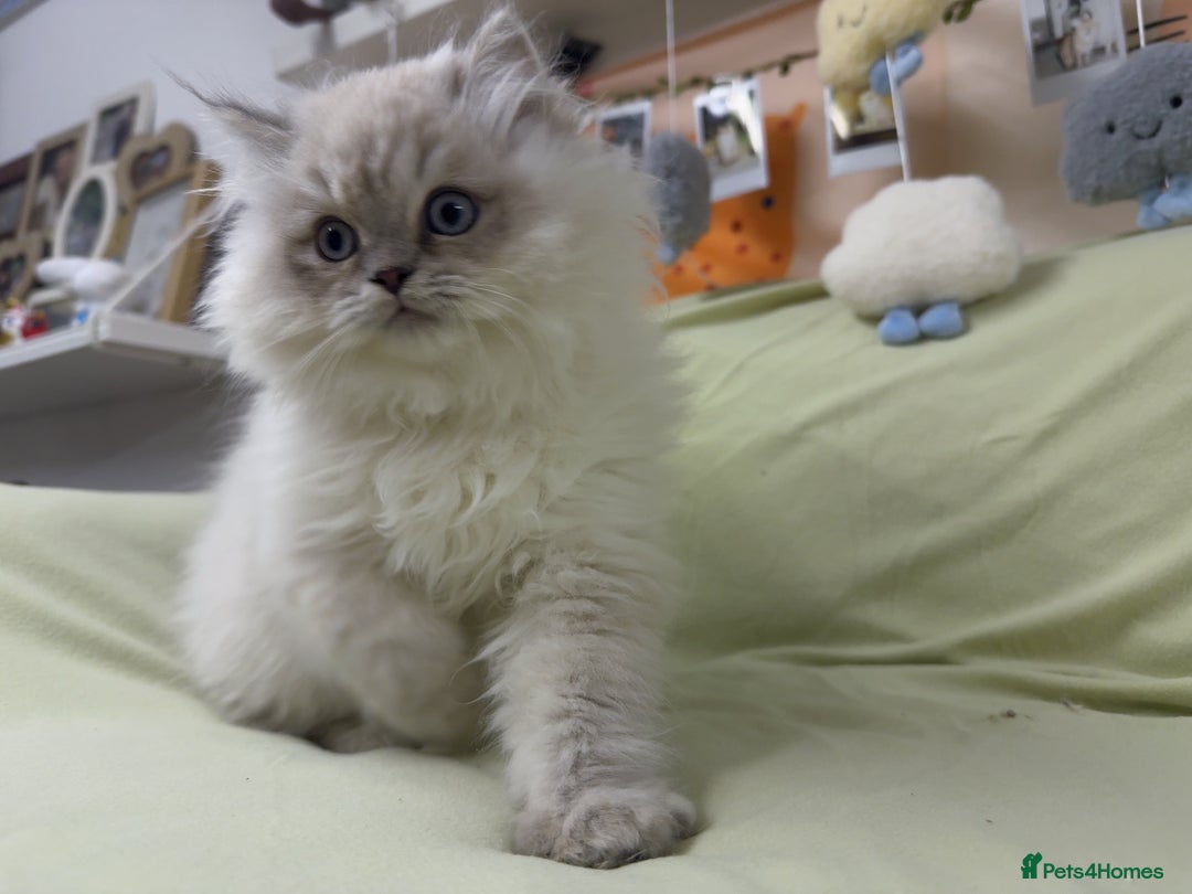 Perdoll cats for sale: Blue Bicolor Point Perdoll Boy - Advert 5