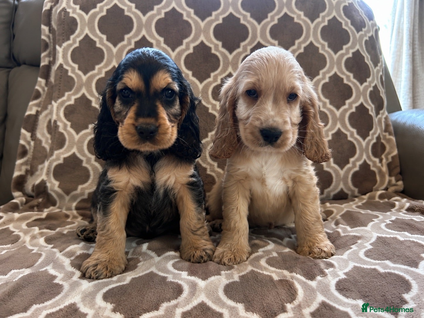 Cocker Spaniel dogs Kc reg health tested show cocker spaniels  - Advert 1