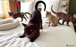 Burmese cats for sale: Stunning Beautiful Burnese  - Advert 15