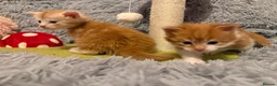 Maine Coon cats for sale: Maine coon kittens reds stunning pedigree’s  - Advert 12