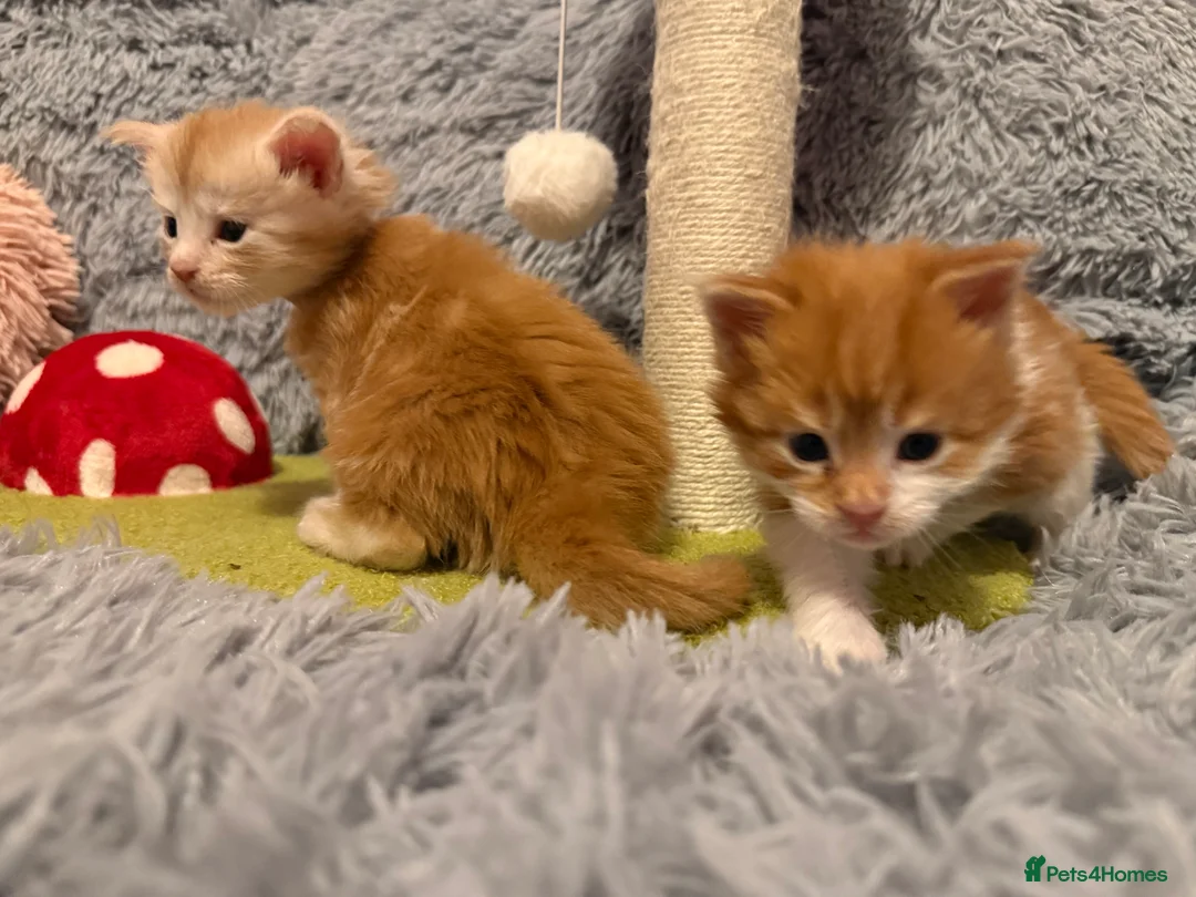 Maine Coon cats for sale: Maine coon kittens reds stunning pedigree’s  - Advert 12