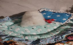 Pomeranian dogs for sale: 💝💝💝High-quality little boys💝💝💝 - Image 17