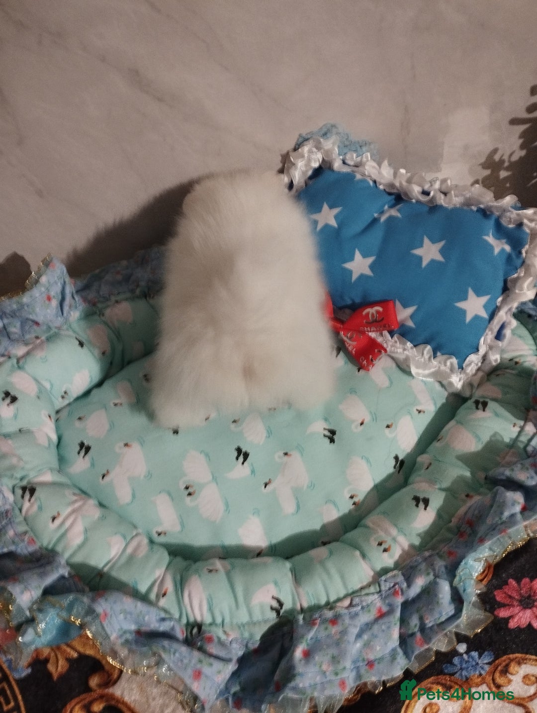 Pomeranian dogs for sale: 💝💝💝High-quality little boys💝💝💝 - Image 17
