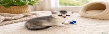 British Shorthair Girl