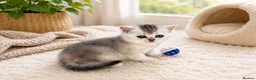 British Shorthair cats for sale: READY NOW! GCCF Register, Silver chinchilla Girls - Advert 19