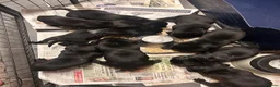 Labrador Retriever dogs for sale: Black Labrador Puppies KC Registered  - Advert 13