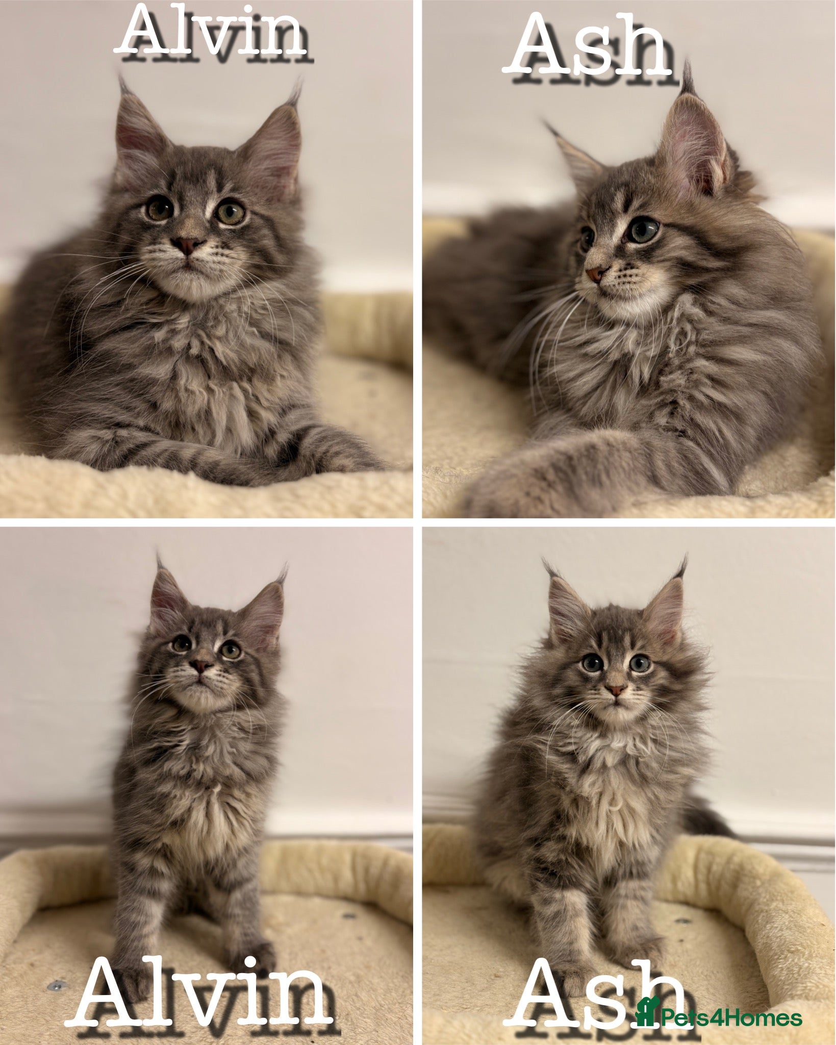 Maine Coon cats Blue Tabby boys TICA register  - Advert 16