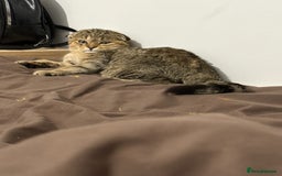 Scottish Fold cats for sale: Scotty Fuld Kitten  - Advert 4