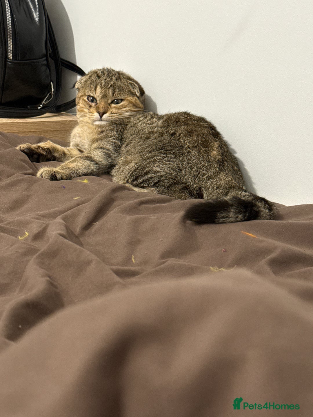 Scottish Fold cats for sale: Scotty Fuld Kitten  - Advert 4